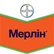 Мерлін фото