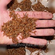 Мучной червь фото