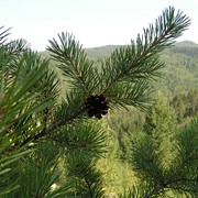 Скипидар сульфатный фото