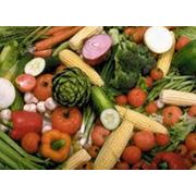Борьба с болезнями и вредителями культурных растений фото