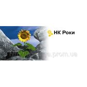 Подсолнечник сингента НК Роки фото