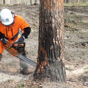 Спил деревьев, выкарчевка пней фото