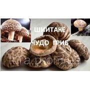 Грибы Шиитаке дома, готовый блок! От 5 кг грибов! купить фото