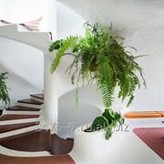 Фитодизайн фото