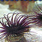 Актинии семейства Cerianthidae фото