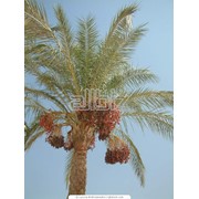 Финики фото