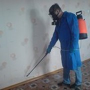 Дезинсекция фото