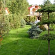 Озеленение и благоустройство. фото