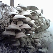 Консультирование по выращиванию вешенки фото