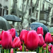 Благоустройство и озеленение фото