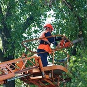Обрезка деревьев фото
