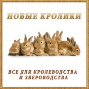 Вакцины для кроликов, консультация, продажа фото