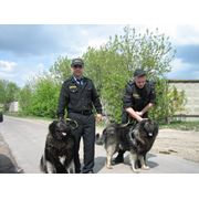 Физическая охрана фото