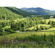 Земельный участок в Алтае фото