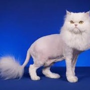 Стрижка животных фото