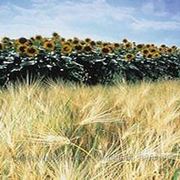 Регуляторы роста (Nufarm, Chemtura, BASF AG) фото
