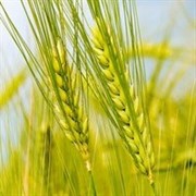 Закупаем пшеницу 5 класса фото