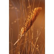 Полноцветная цифровая печать на жалюзи и шторы фото