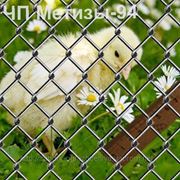 Сетка Рабица 20х2,2 фото