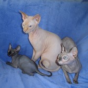 Котята канадского сфинкса из питомника фото