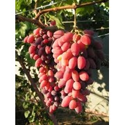 Посадка кустарников и деревьев-саженцев фото