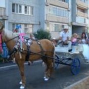 Прокат лошадей в Москве фото