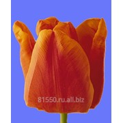 Луковица цветочных культур Orange Monarch фото
