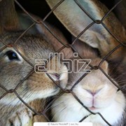 Животные и зоотовары. Зоотовары. Клетки для животных. Клетки для кроликов фото