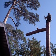 Спил аварийных деревьев фото