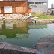 Проектирование и строительство садовых водоемов фото