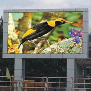 Аренда светодиодных экранов фото