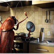 Уничтожение насекомых (дезинсекция) фото