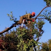 Спил аварийных и сухих деревьев. Спил и разборка деревьев в труднодоступных местах. фото