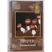 Агарик бразильский фото