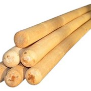 Черенки фото