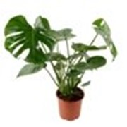 Монстера ( Monstera ) фото