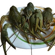Алтайские раки фото