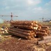 Автоматизированная система приемки круглых лесоматериалов фото