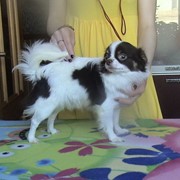 Кобели чихуахуа для вязки. фото