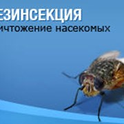 Дезинсекция фото
