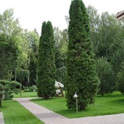 Посадка крупномеров фото