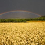 Зерно фуражное фото
