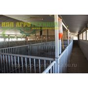 Станки для хряков фото