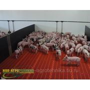 Клетки(сектора, боксы) для поросят на доращивании фото