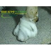 Обработка копыт по технологии «Ковекс» фото