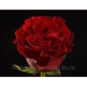 Хартс фото