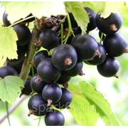 Саженцы смородины фото