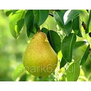 Саженцы груши фото