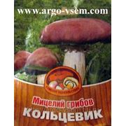 Мицелий Кольцевика. Купить мицелий Кольцевика. Мицелий грибов почтой фото