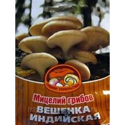 Мицелий Вешенки Индийской. Купить мицелий Вешенки. Мицелий грибов почтой фото